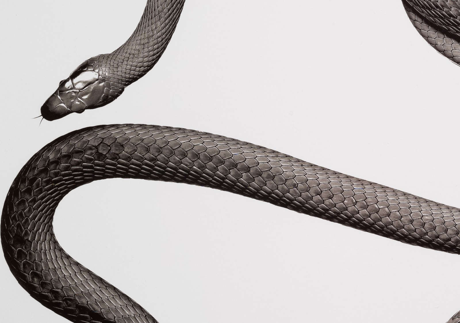 Jan C. Schlegel, Dendroaspis angusticeps (Eastern Green Mamba), 2020