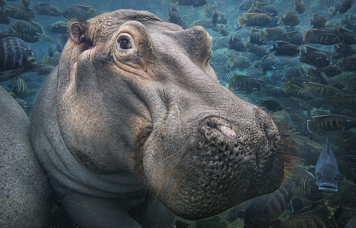Tim Flach, Hippopotamus Underwater, 2017