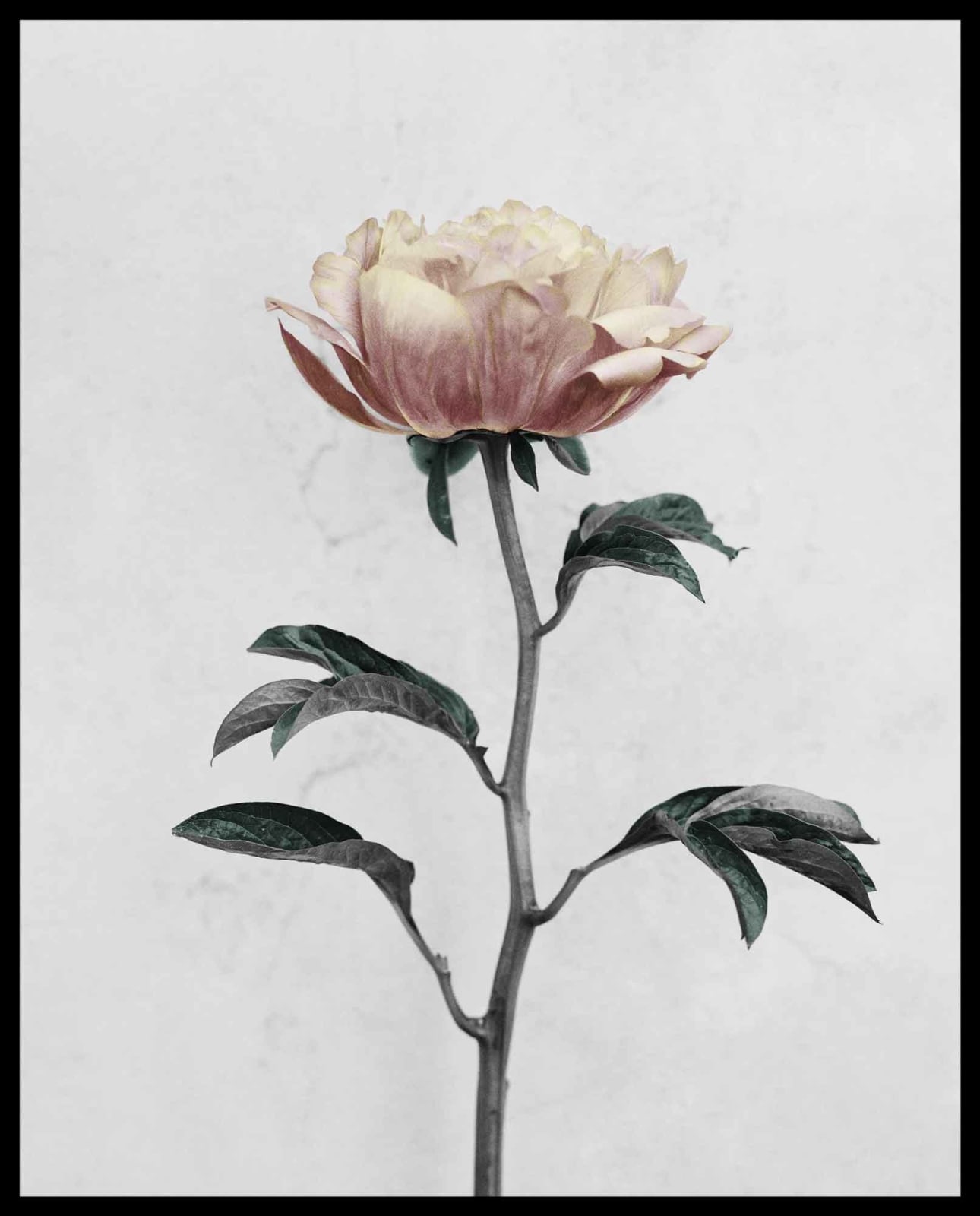 Vee Speers, Botanica #16 (Paeonia), 2016