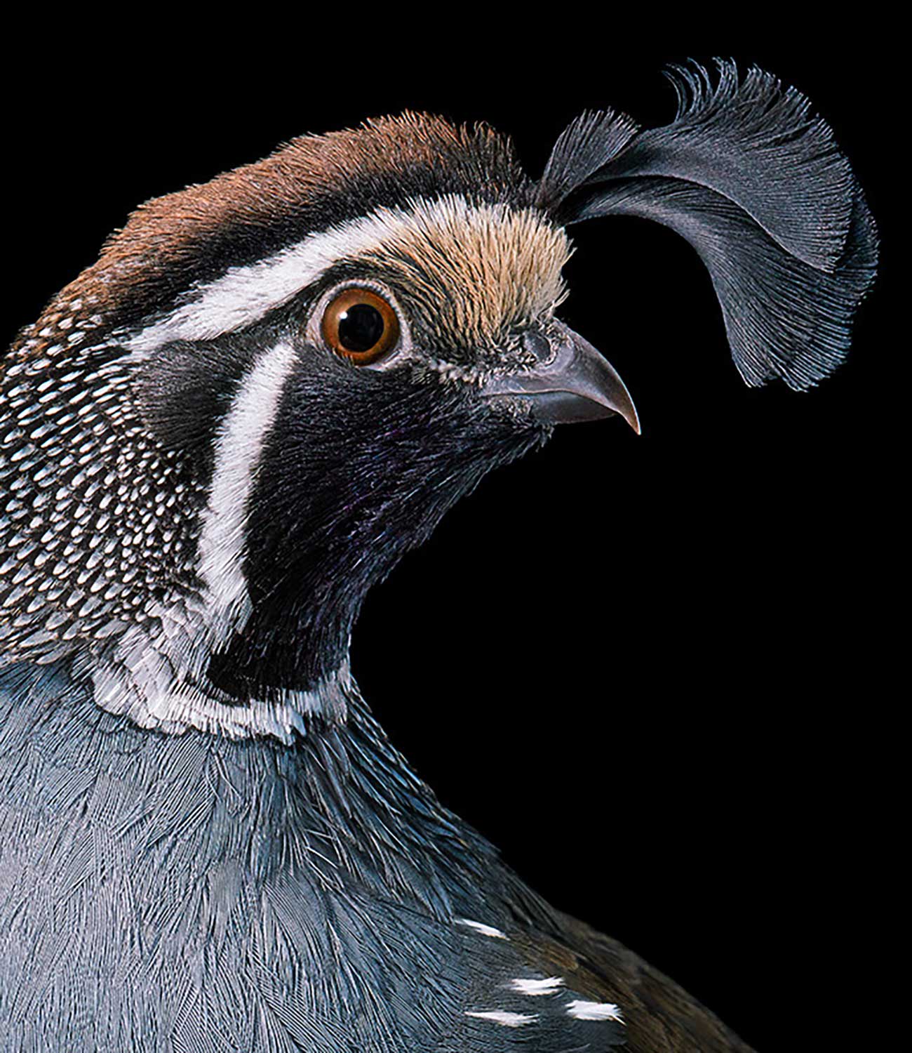 Tim Flach, California Quail, 2021