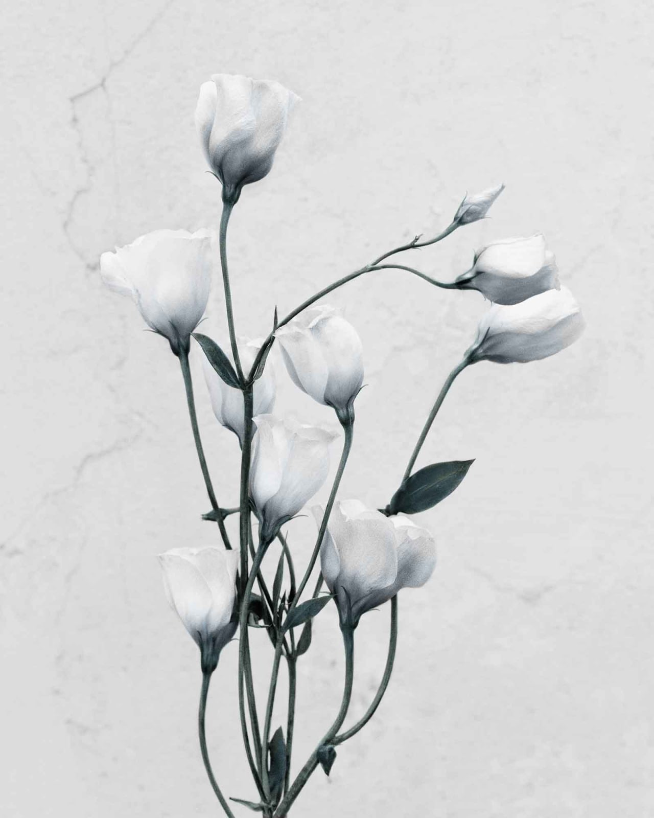 Vee Speers, Botanica #9 (Eustoma Grandiflorum), 2016