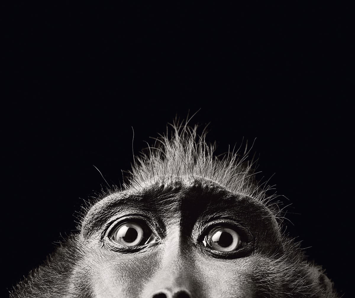 Tim Flach, Monkey Eyes, 2004