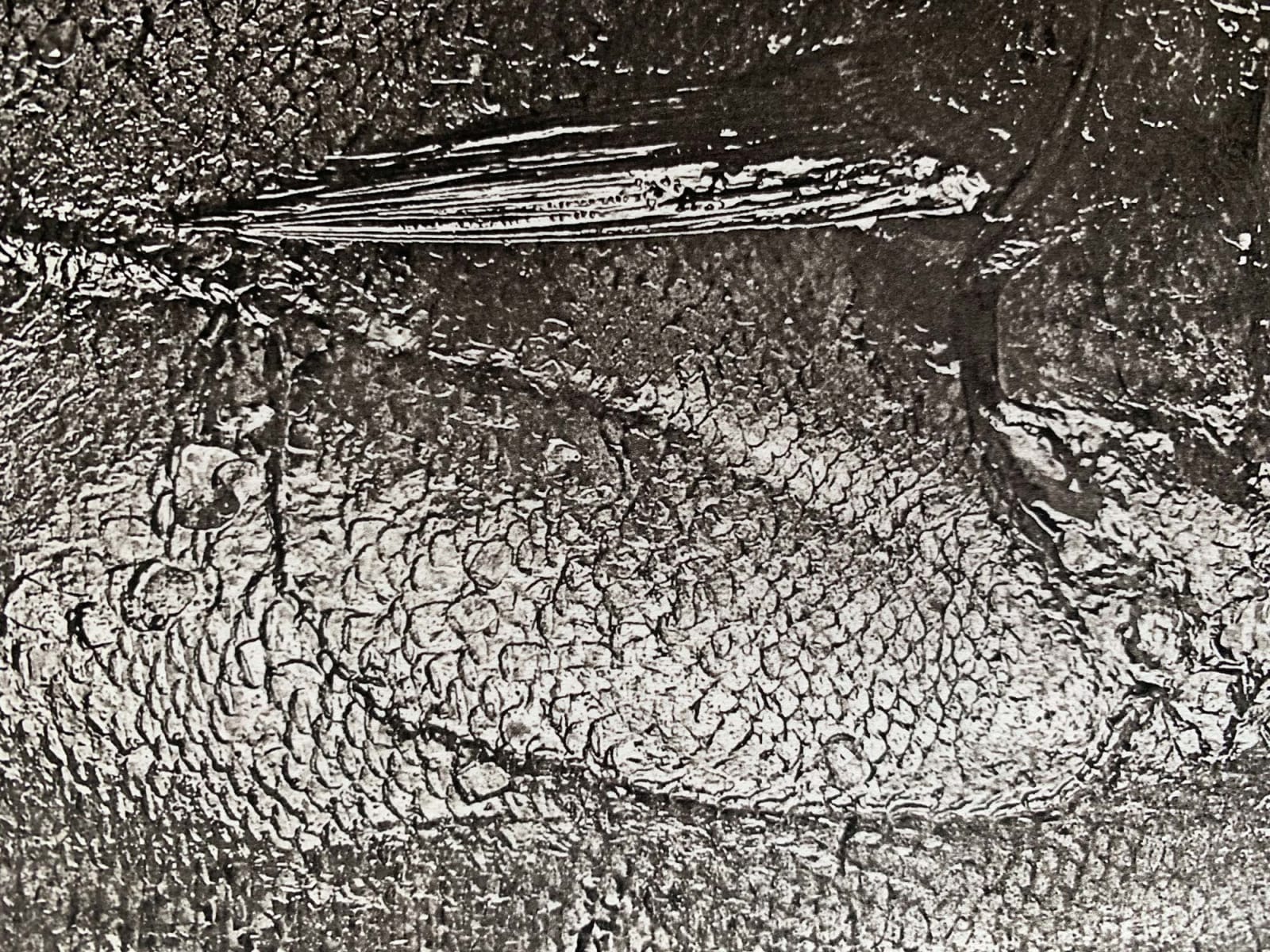Jan C. Schlegel, Pleuronectes Platessa, 2018