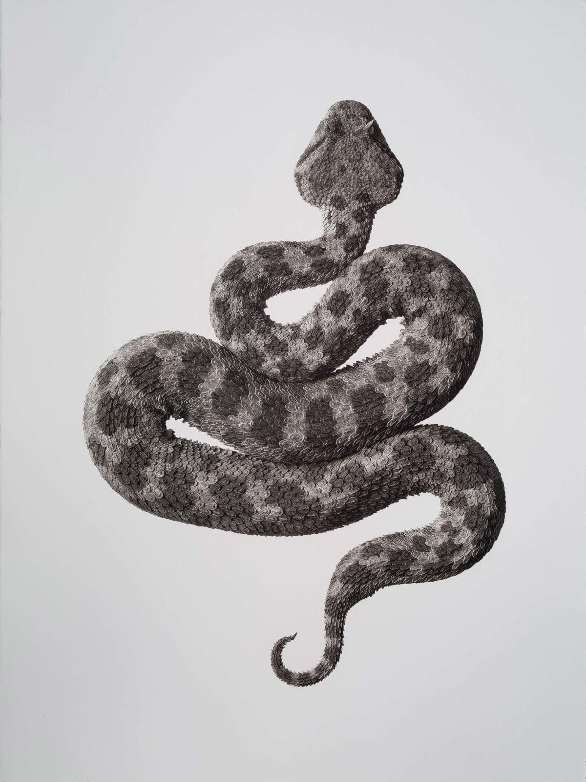 Jan C. Schlegel, Cerastes Gasperettii, Arabian Horned Viper, 2019