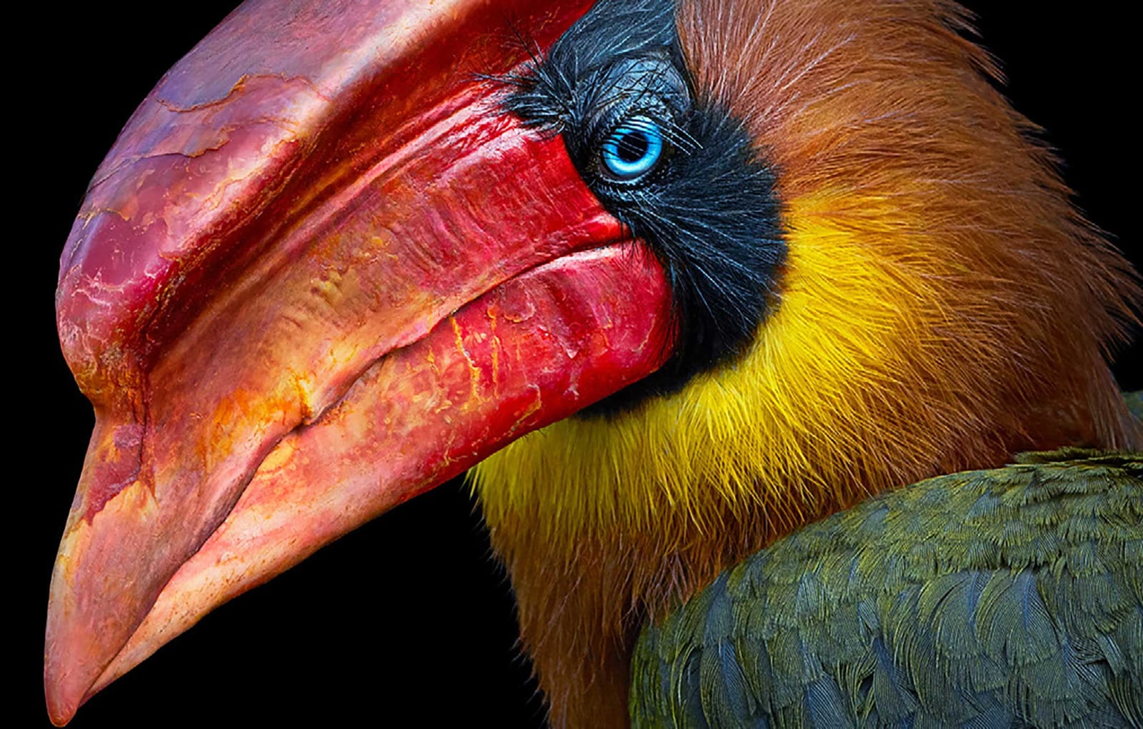 Tim Flach, Northern Rufus Hornbill, 2021