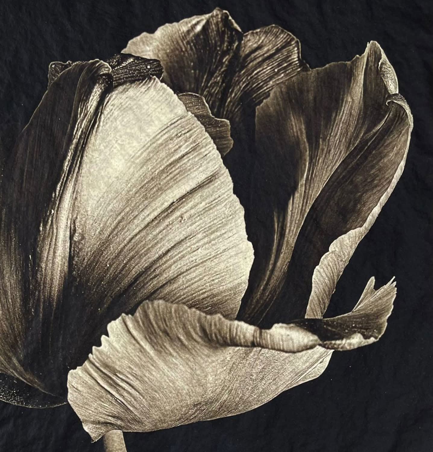 Jan C. Schlegel, Tulip #1, 2023