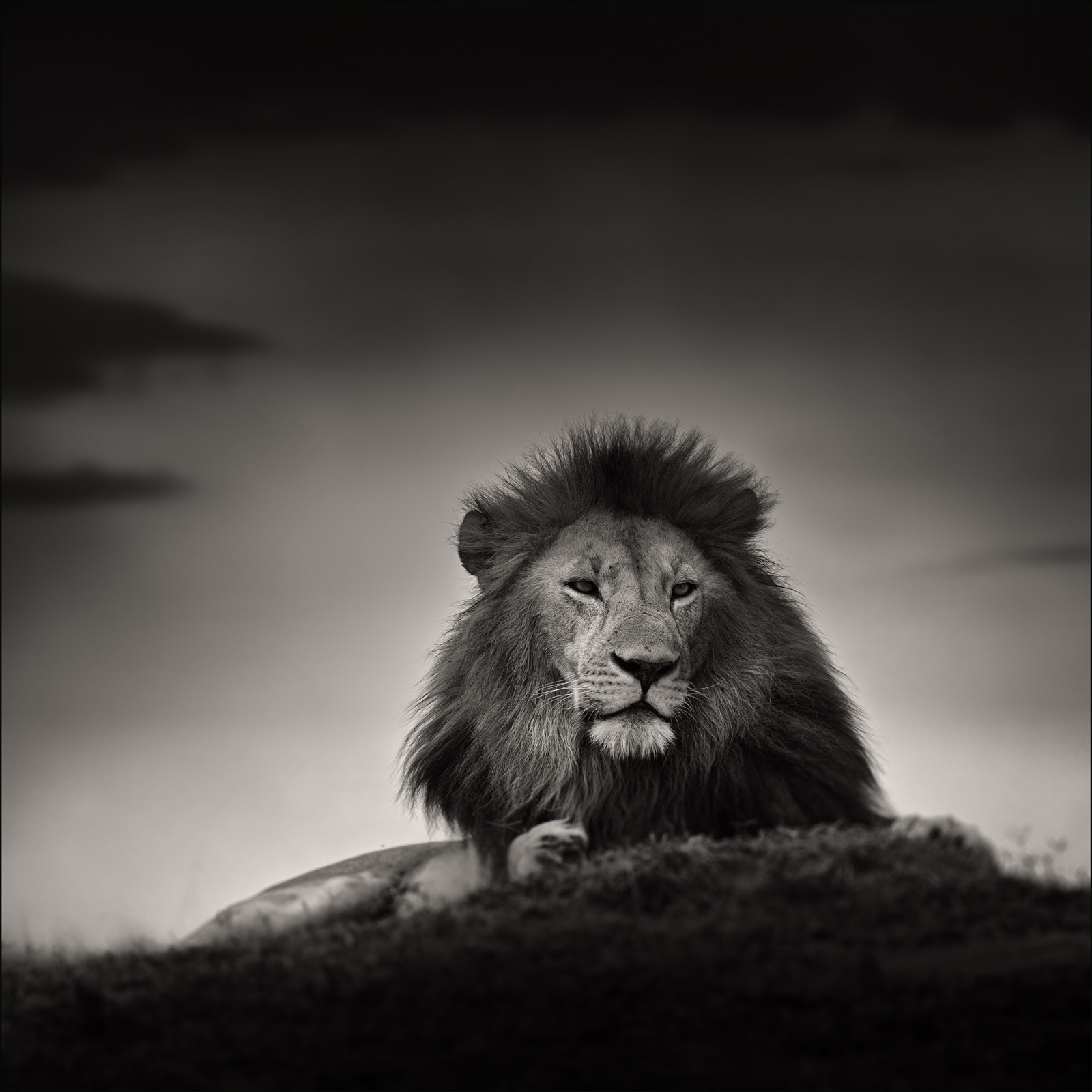 Joachim Schmeisser, Lion Portrait, 2020