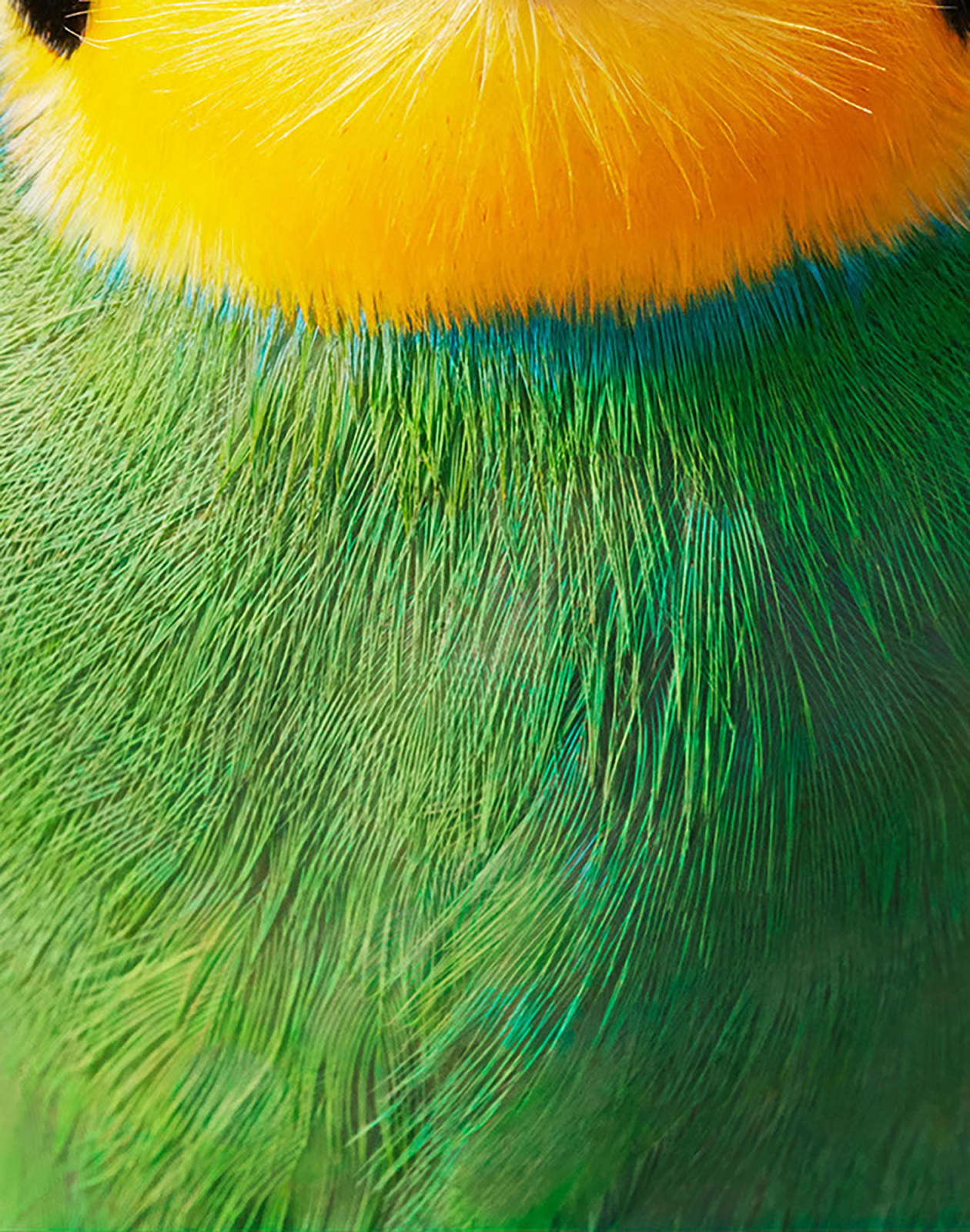 Tim Flach, Long-Tailed Broadbill, 2021