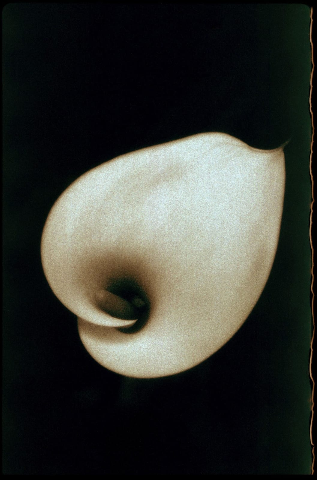 Robert Farber, Calilly, Santa Barbara California, 1996