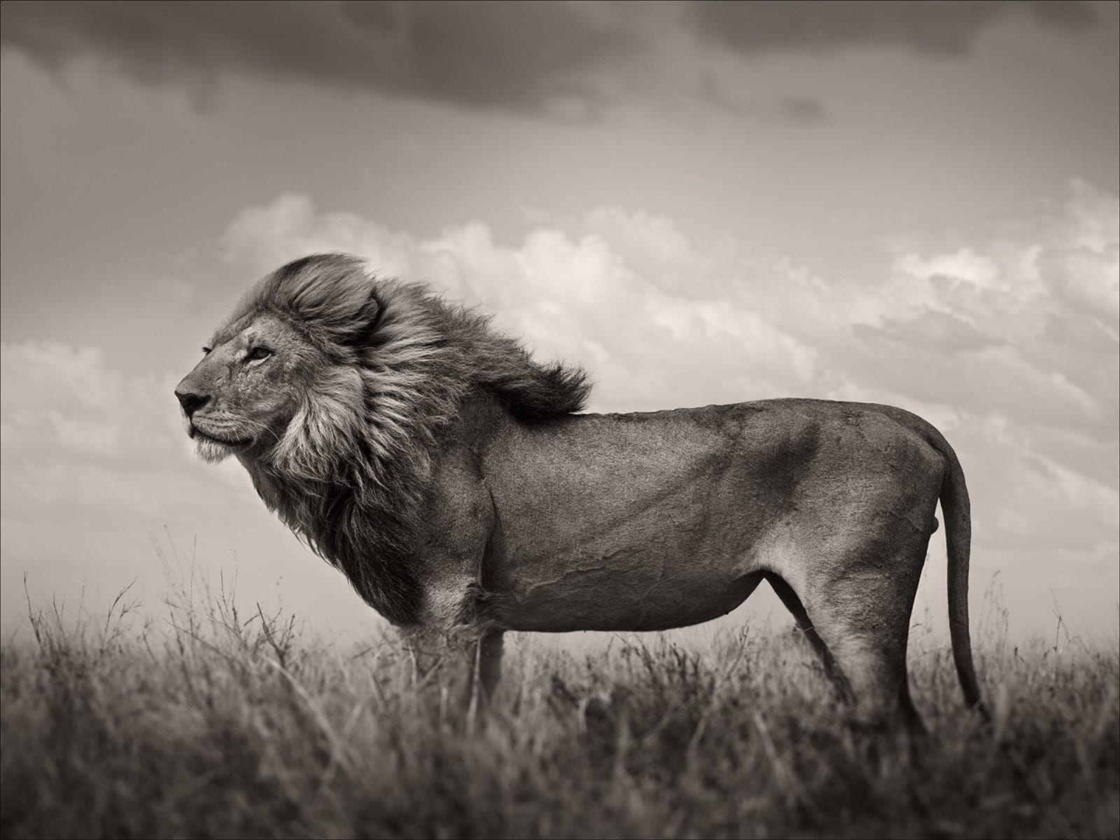 Joachim Schmeisser, The Sentinel, 2023