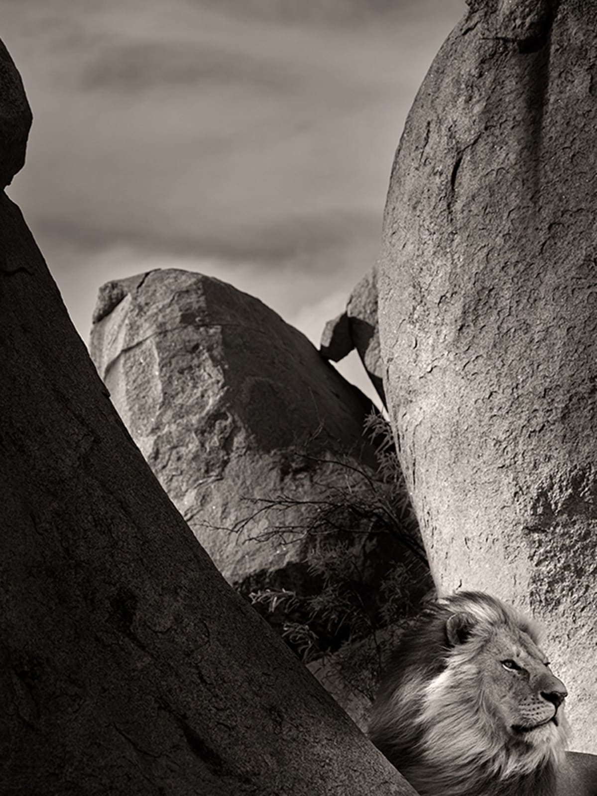 Joachim Schmeisser, Lion Rock II, 2022