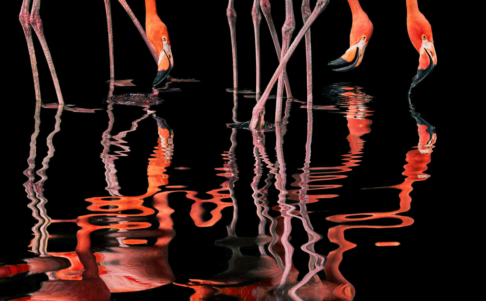 Tim Flach, Flamingo Reflections, 2021