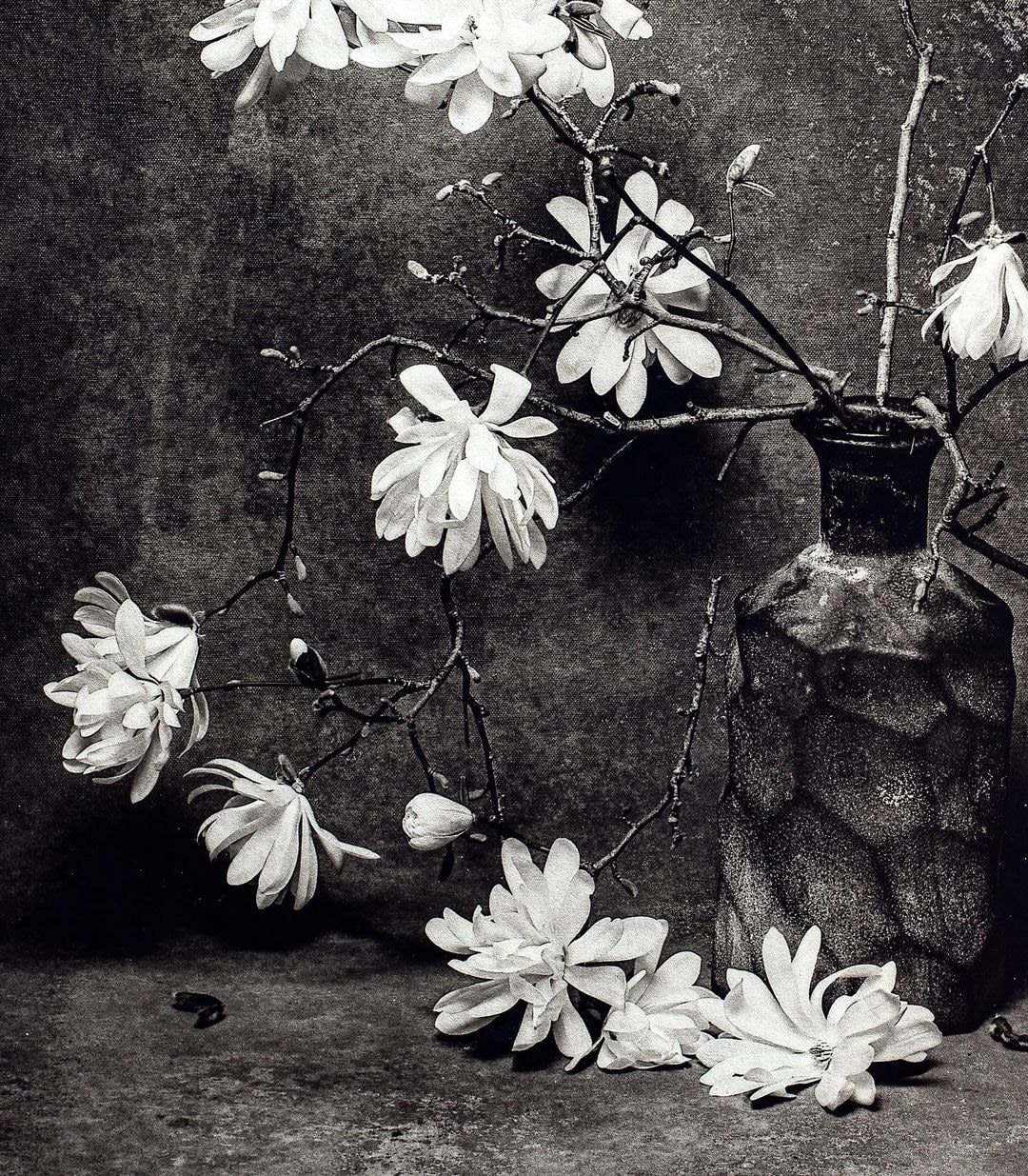 Jan C. Schlegel, Star magnolia study II, 2024
