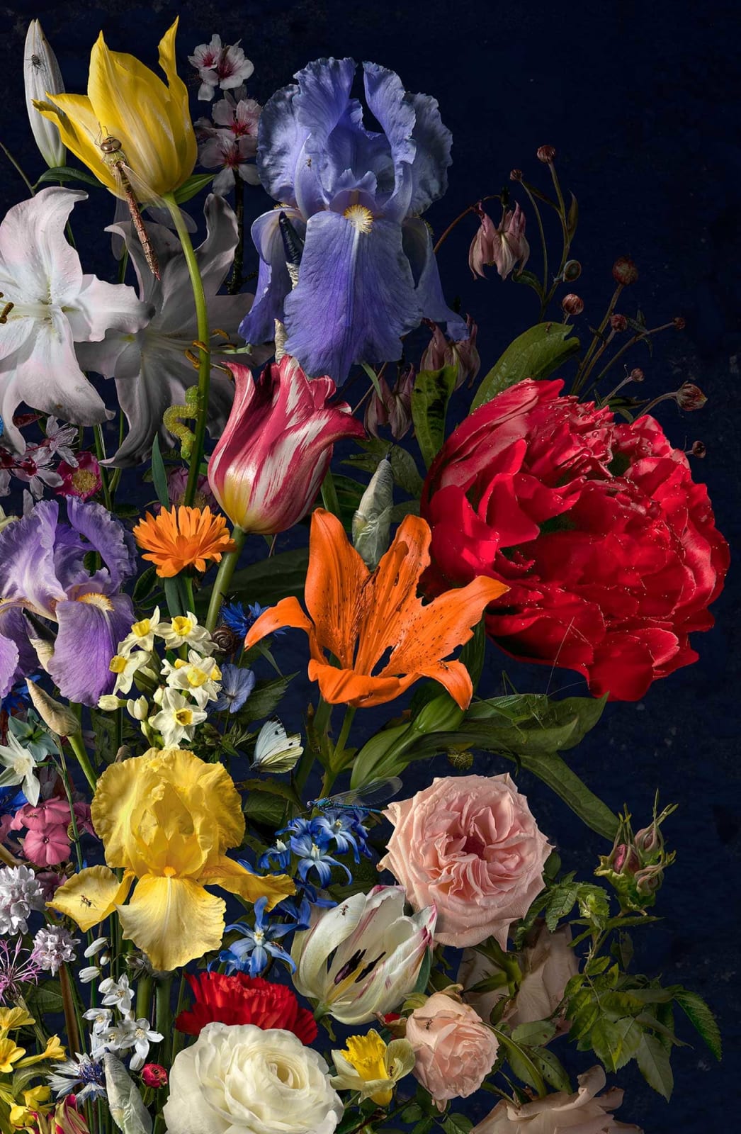 Bas Meeuws, Untitled #205, 2024