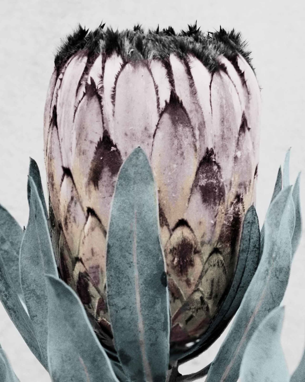 Vee Speers, Botanica #17 (Protea Cynaroides), 2016