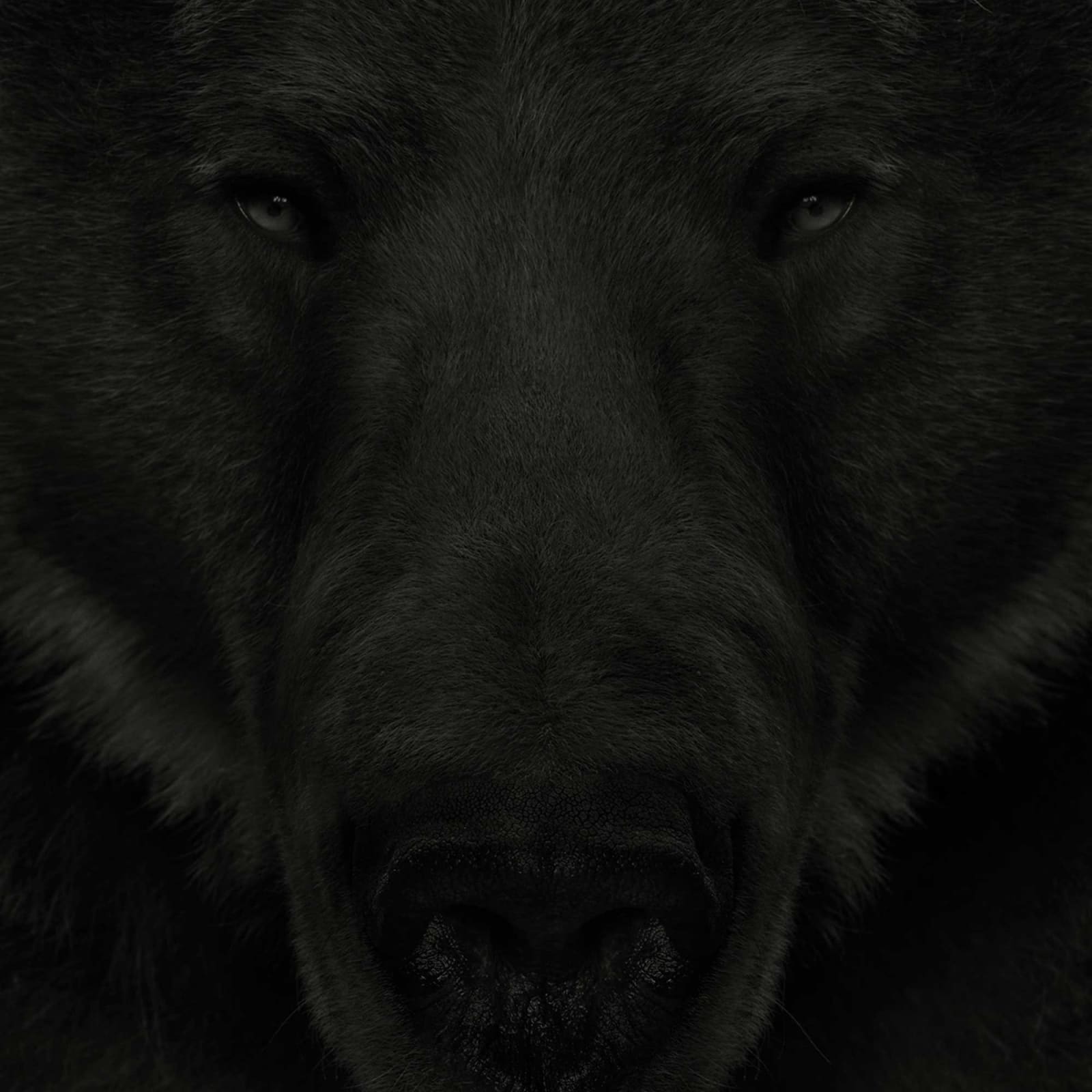Dean West, Kodiak Bear #1, 2024