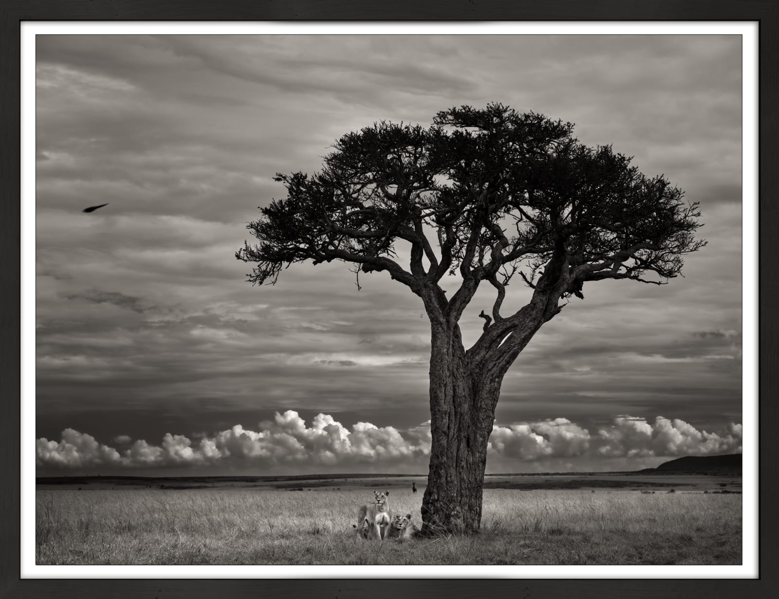 Joachim Schmeisser, Resting Vagabonds, 2020