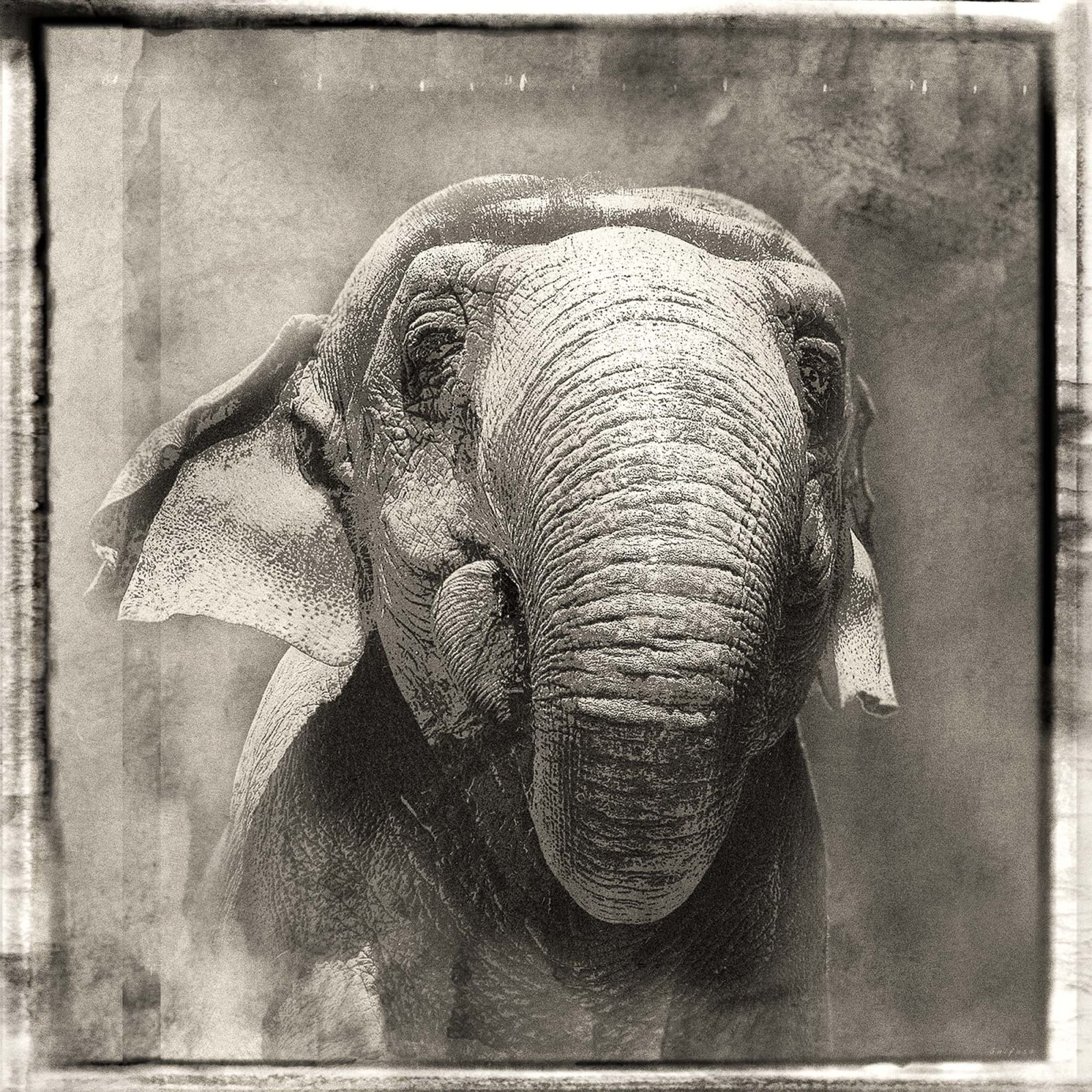 Jan Gulfoss, Elephant portrait, c. 2013-2016