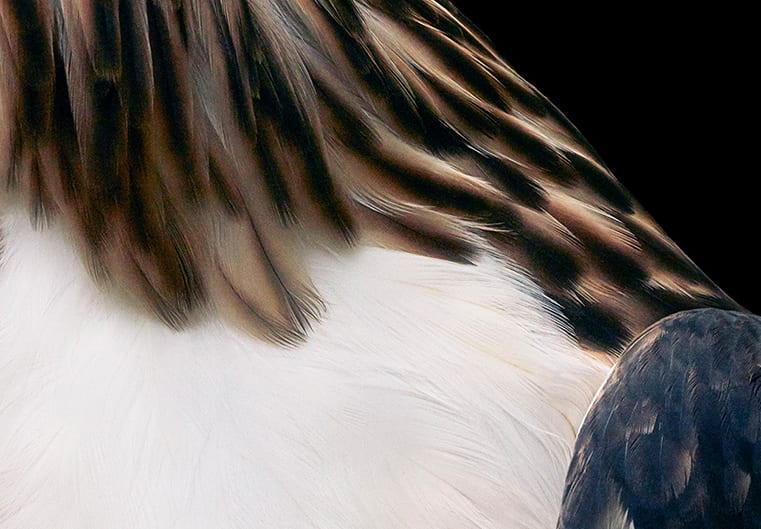 Tim Flach, Phillippine Eagle - Side On, 2021