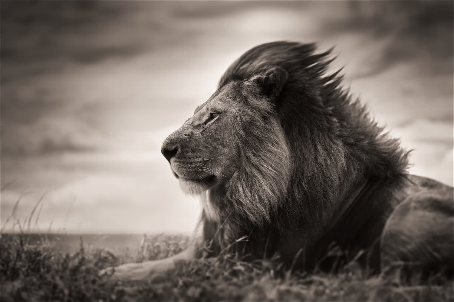 Joachim Schmeisser, Patience, 2022