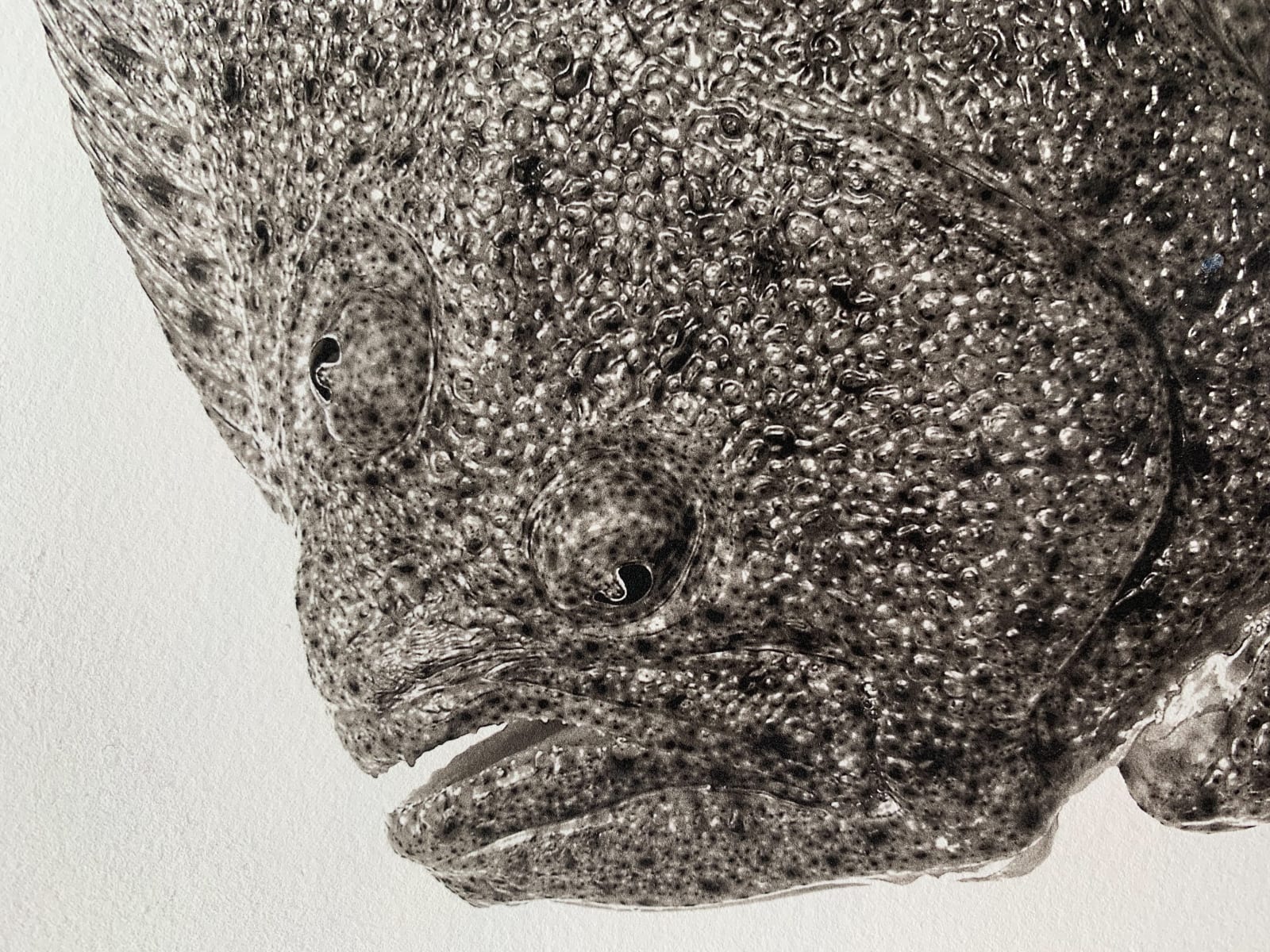 Jan C. Schlegel, Scophthalmus Maximus, 2018