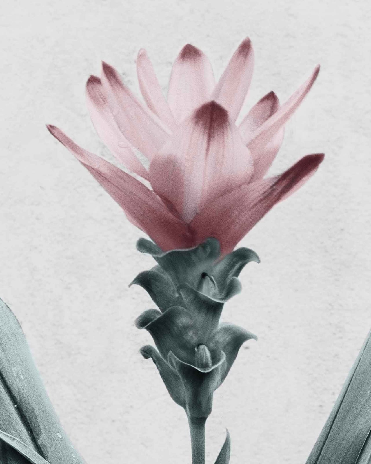 Vee Speers, Botanica #26 (Curcuma), 2016