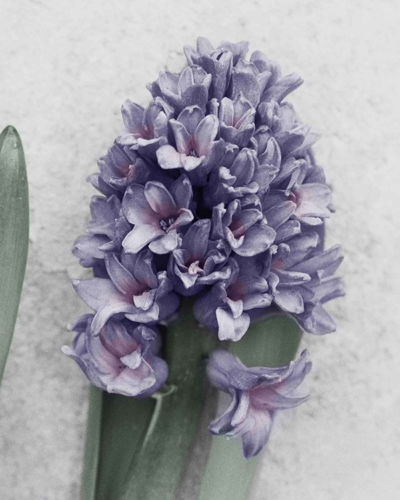 Vee Speers, Botanica #24 (Hyacinthus Orientalis), 2016