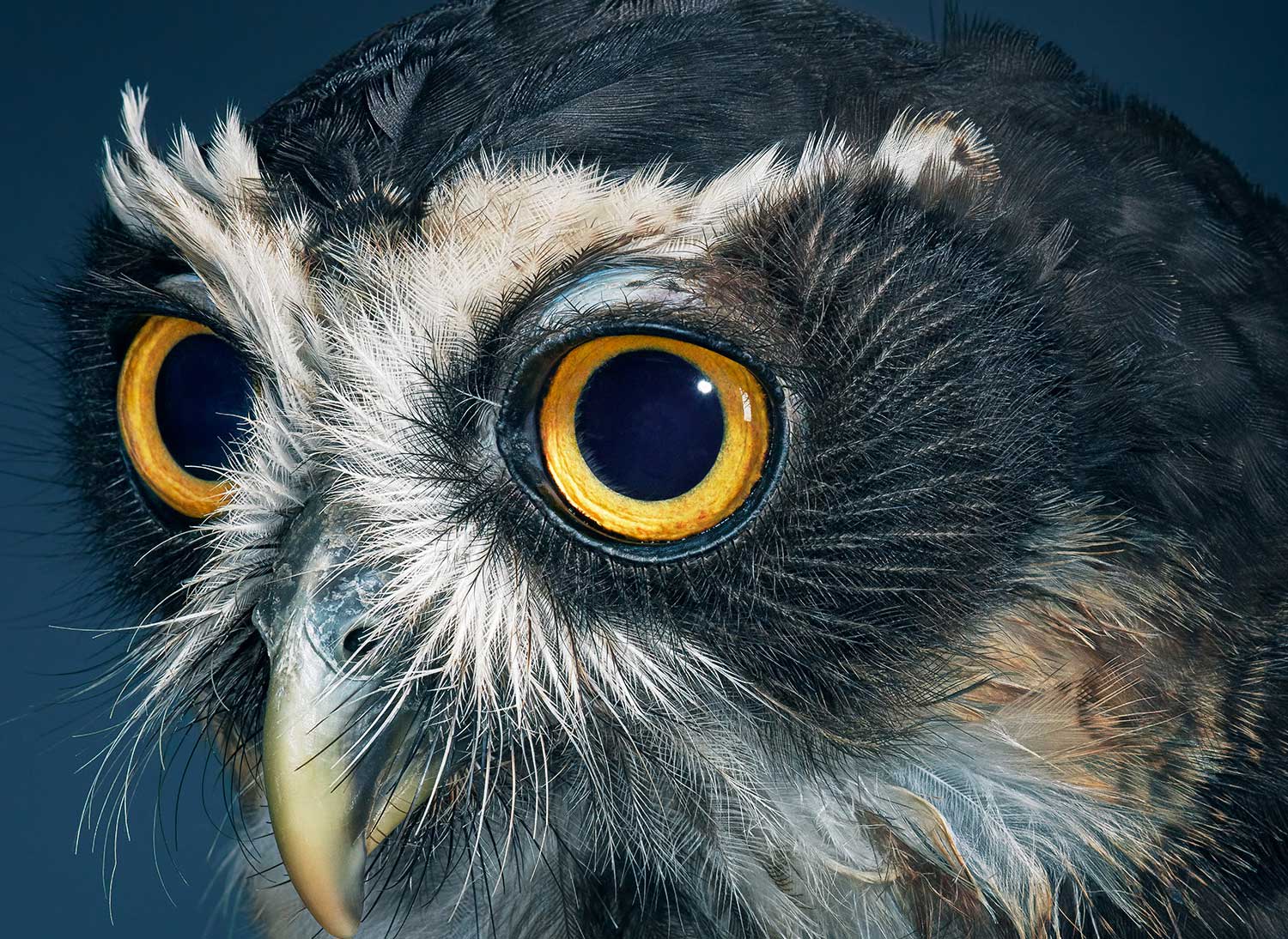 Tim Flach, Spectacled Owl, 2021