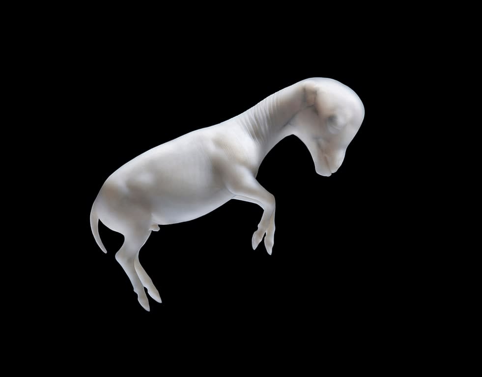 Tim Flach, Day 65, 2008