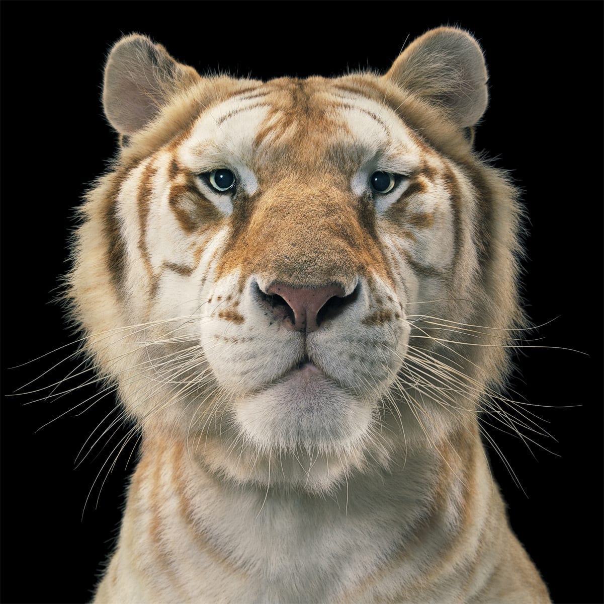 Tim Flach, Golden Tabby Tiger, 2012