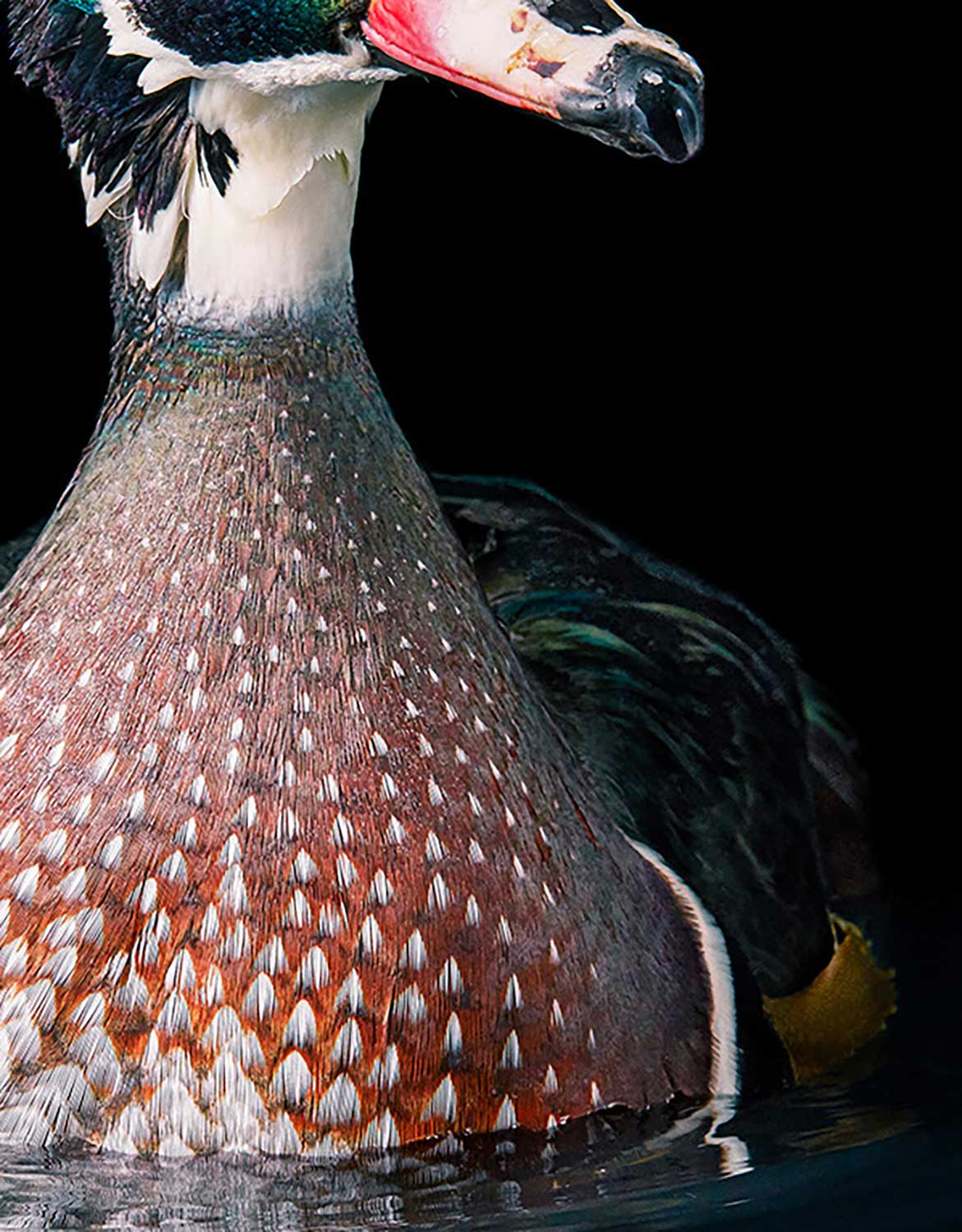 Tim Flach, Wood Duck, 2021