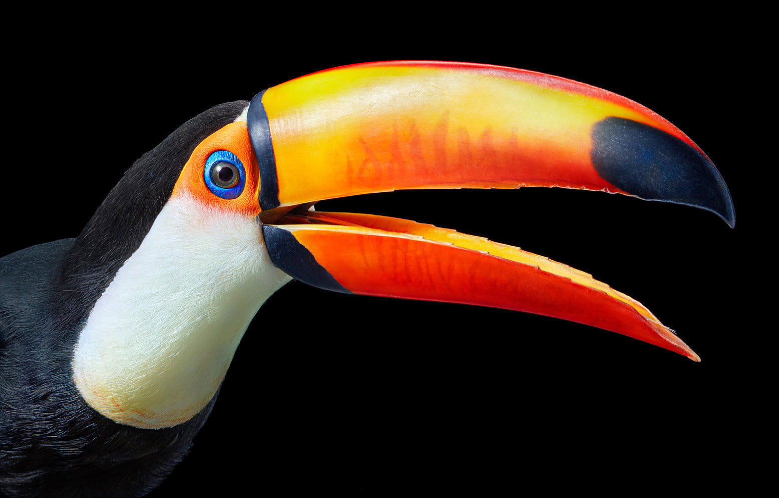 Tim Flach, Toco Toucan - Profile, 2021
