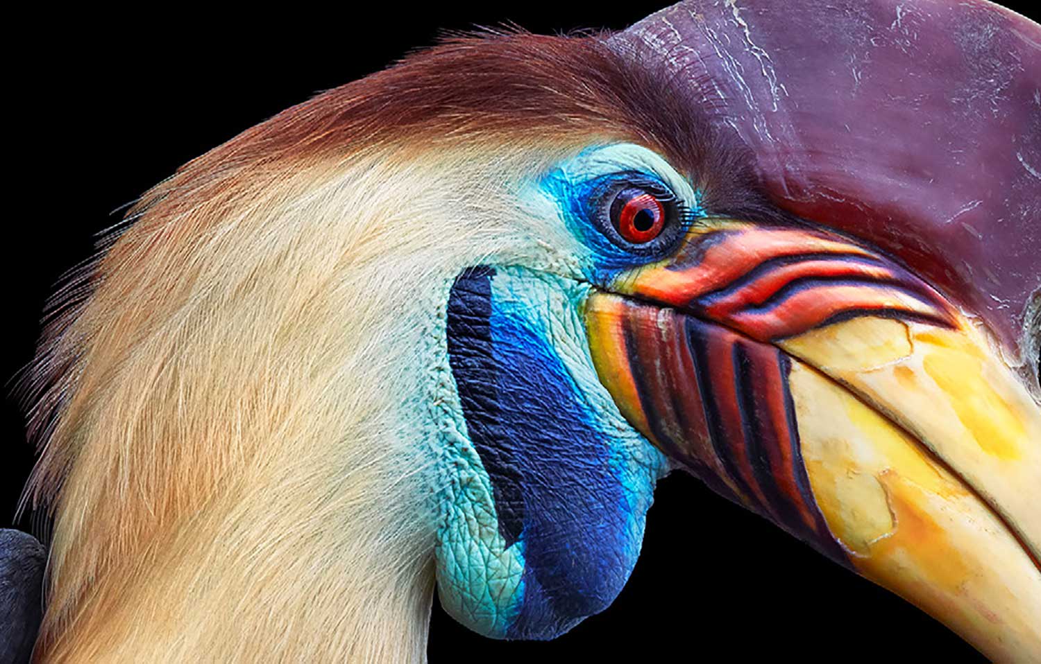 Tim Flach, Knobbed Hornbill, 2021