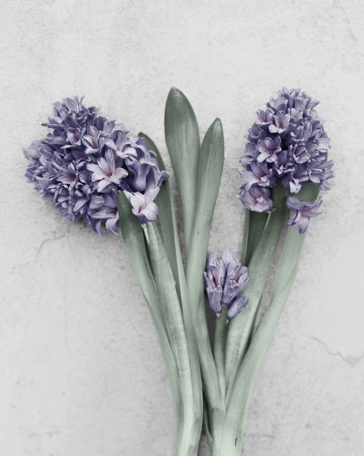 Vee Speers, Botanica #24 (Hyacinthus Orientalis), 2016