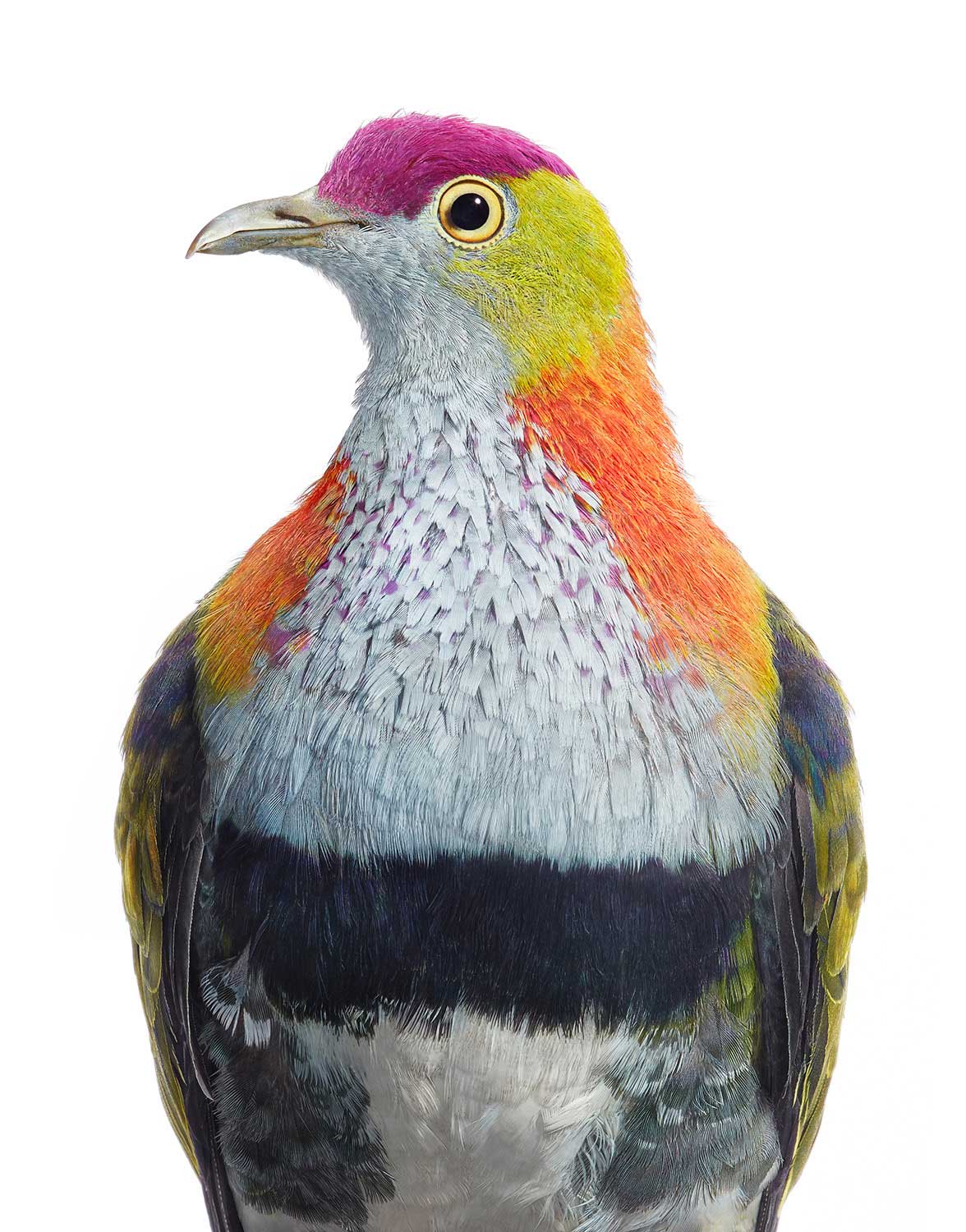 Tim Flach, Superb Fruit Dove, 2021