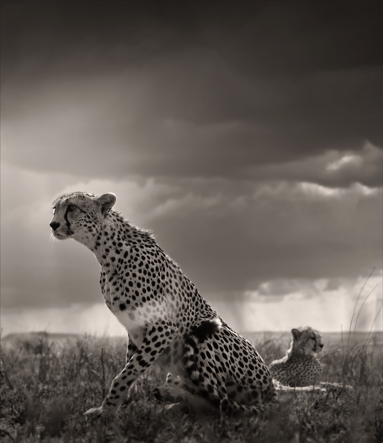 Joachim Schmeisser, On the Leap, Tanzania, 2022