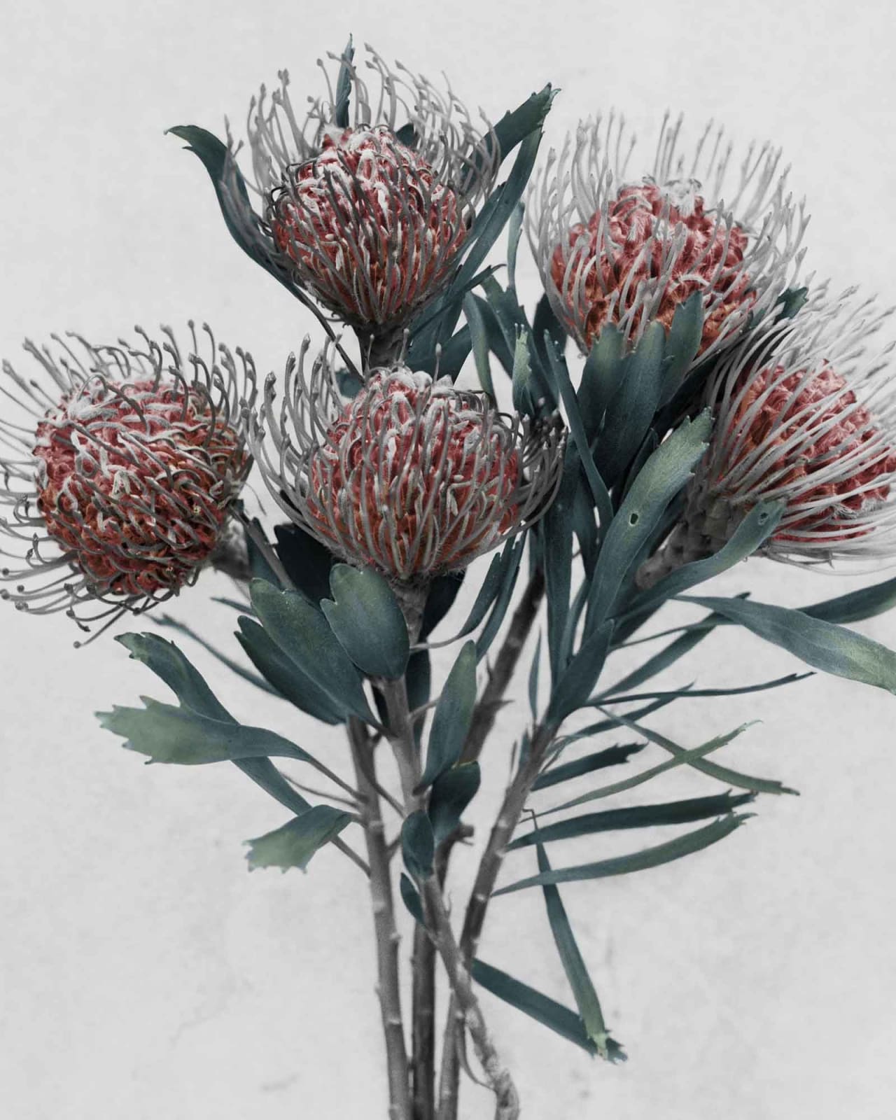 Vee Speers, Botanica #15 (Leucospermum Cordifolium), 2016