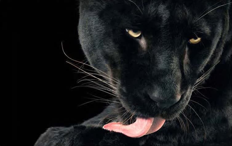 Tim Flach, Bhajan Licking, 2012