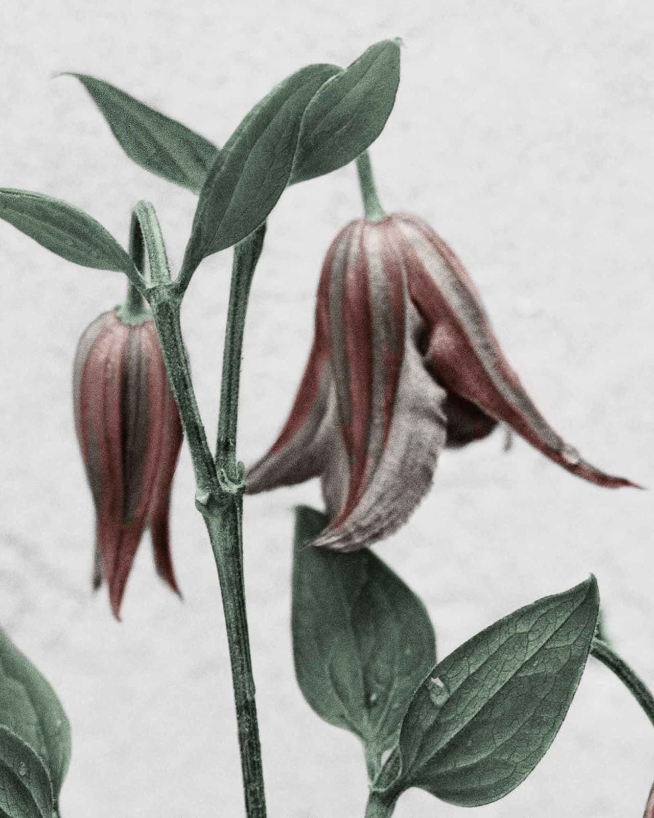 Vee Speers, Botanica #1 (Clematis), 2016