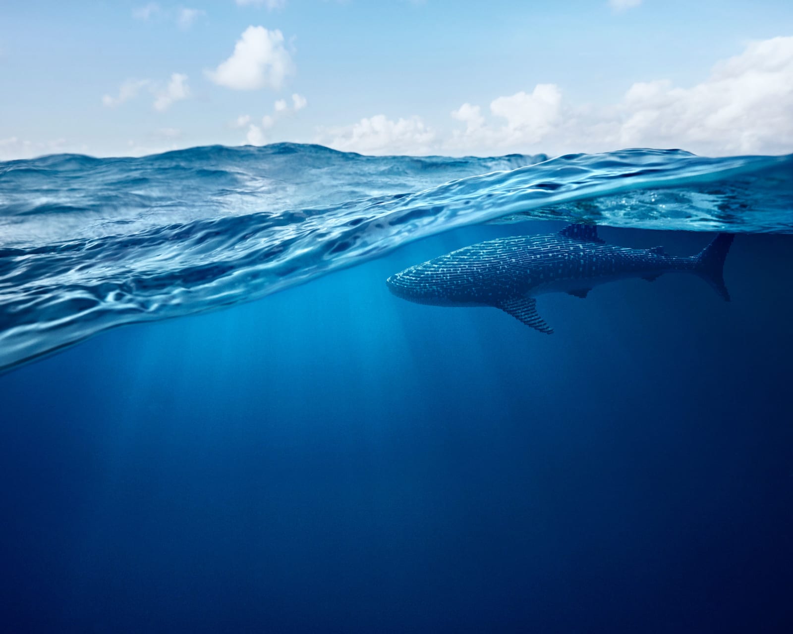 Dean West & Nathan Sawaya, Whale Shark, 2019