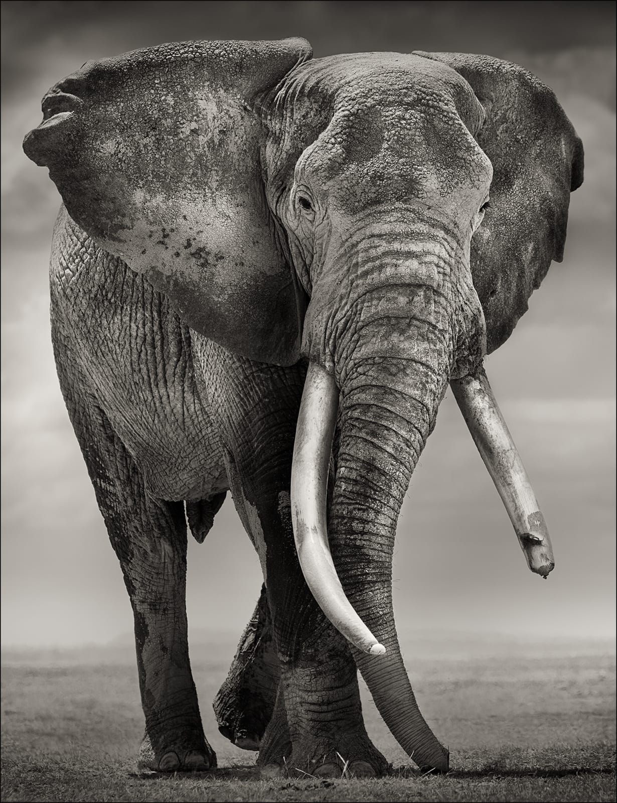 Joachim Schmeisser, Portrait of Primo, 2017