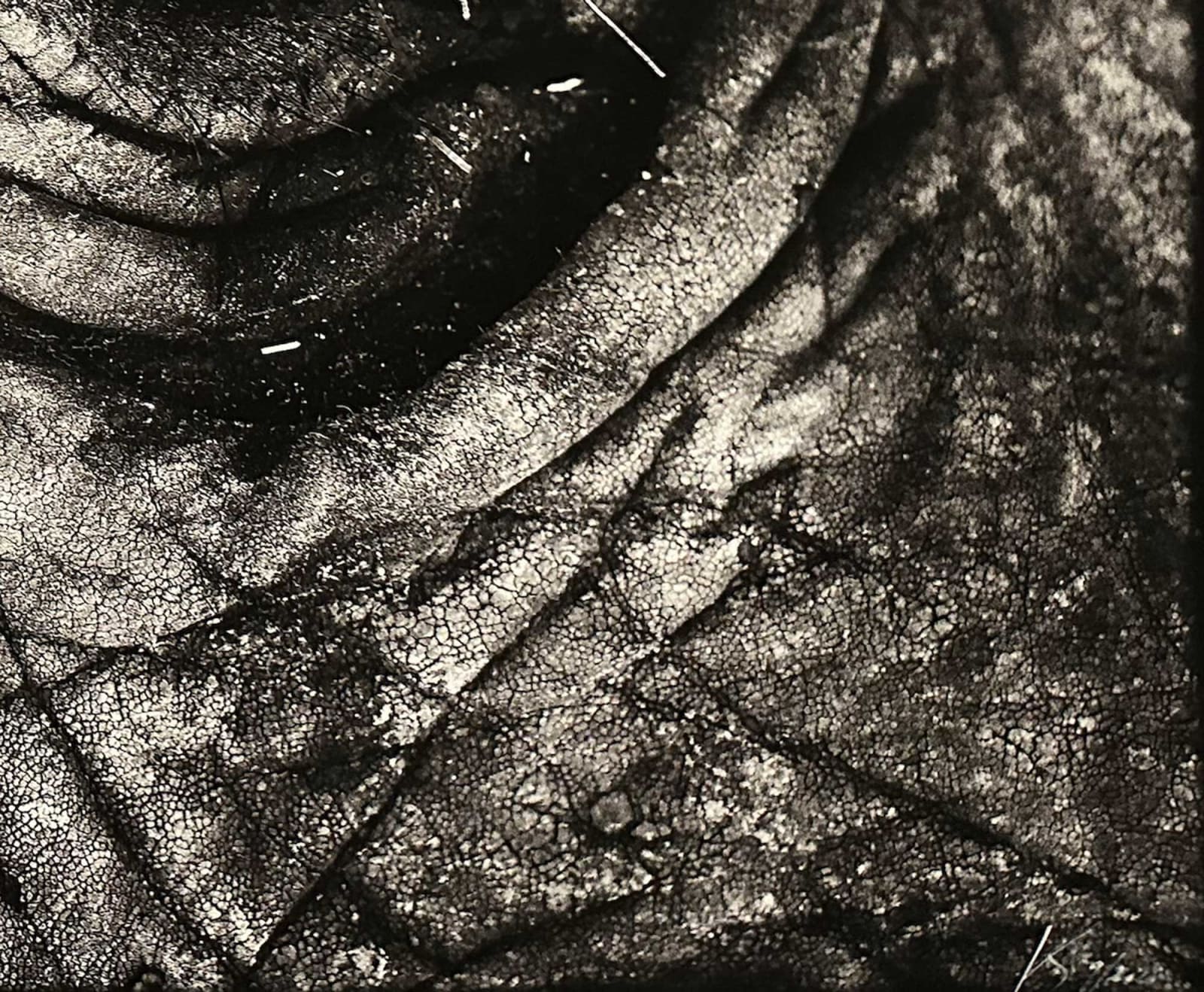 Joachim Schmeisser, Elephant Eye, 2020