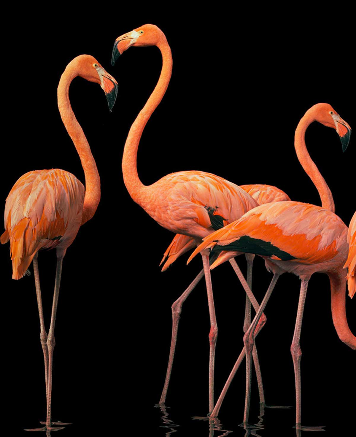 Tim Flach, Flamboyance, 2021