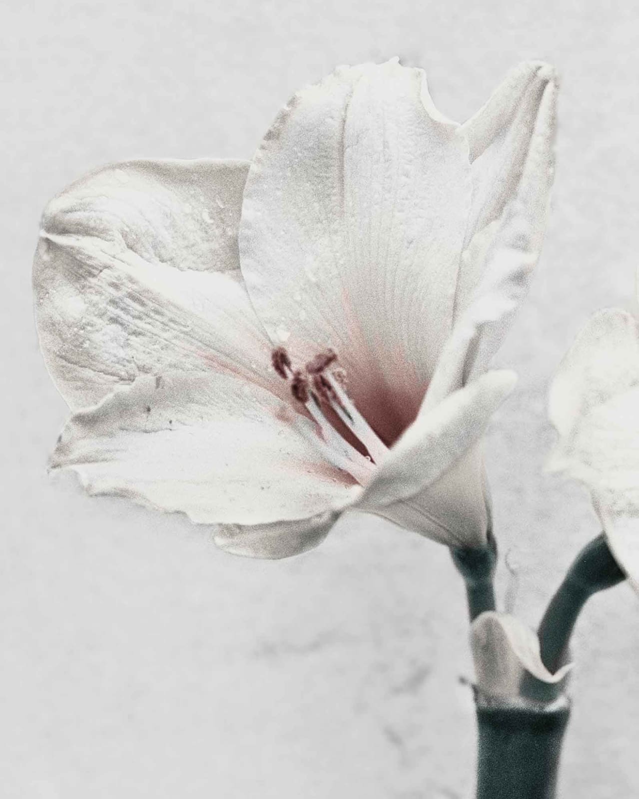 Vee Speers, Botanica #5 (Amaryllis), 2016
