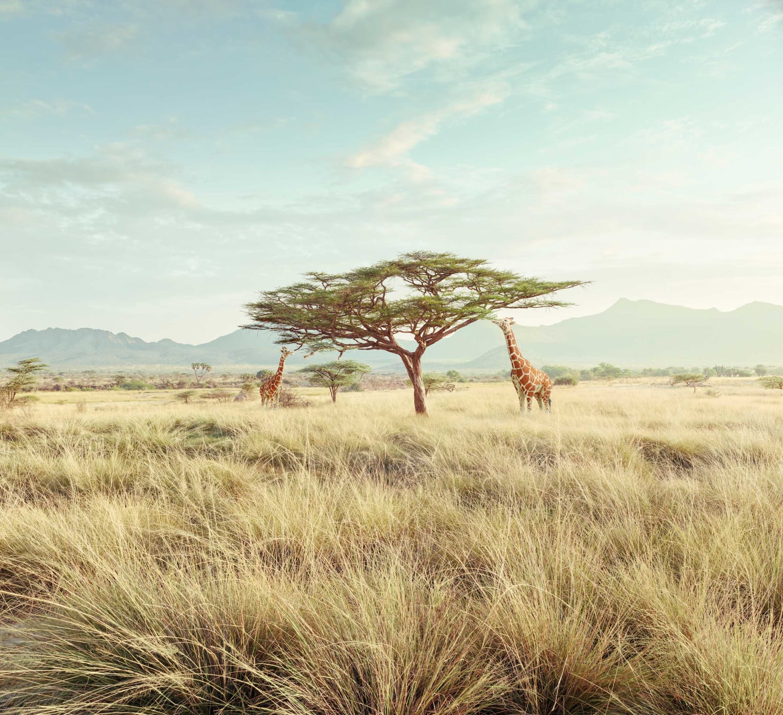 Dean West & Nathan Sawaya, Giraffe, 2019