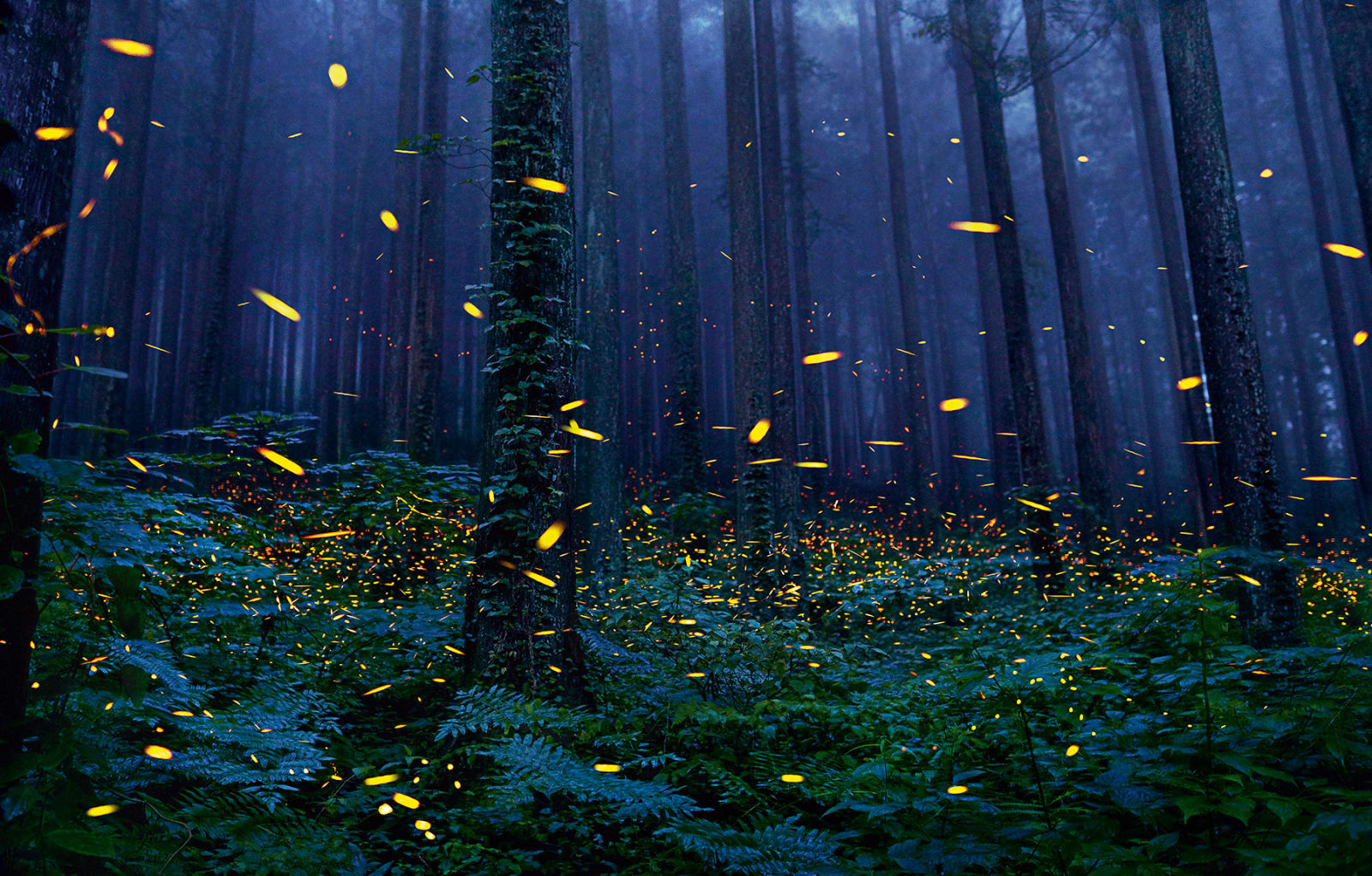 Tim Flach, Fireflies, 2015