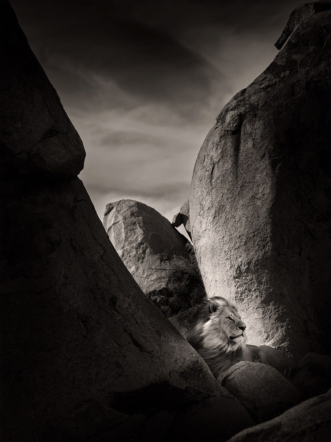 Joachim Schmeisser, Lion Rock II, 2022