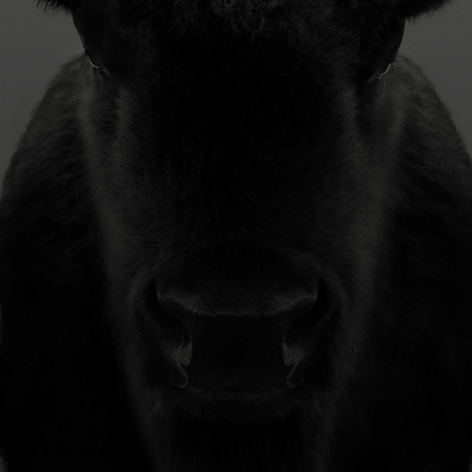 Dean West, American Bison #1, 2025