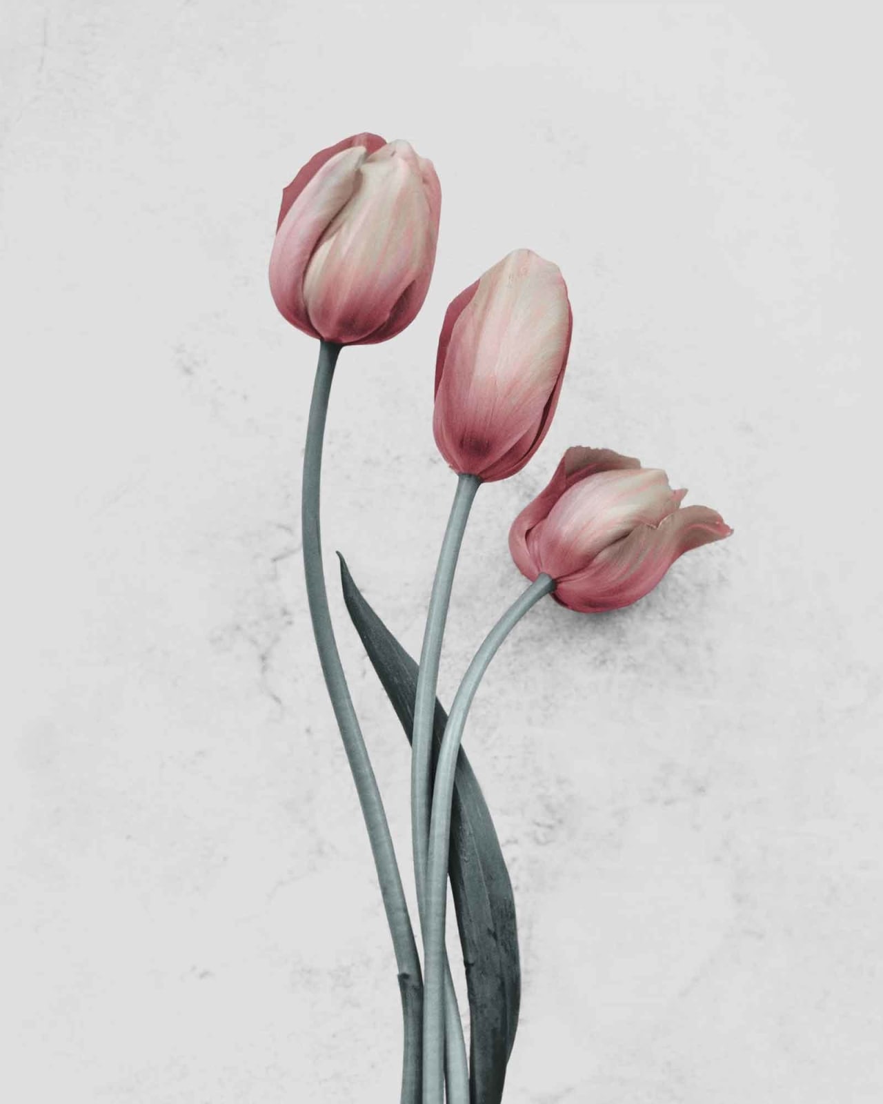 Vee Speers, Botanica #12 (Tulipa Gesneriana), 2016