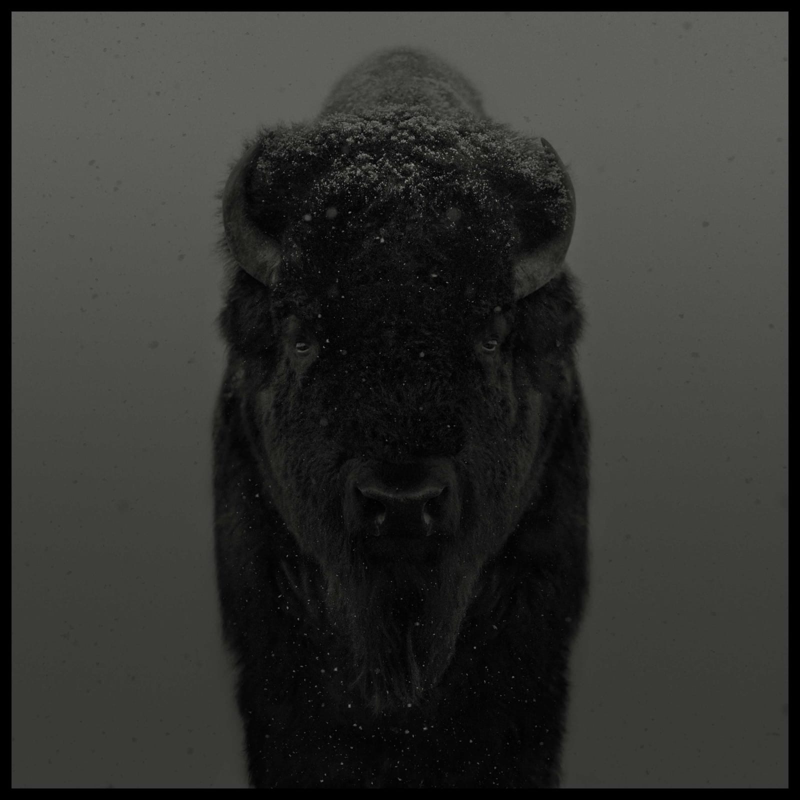 Dean West, American Bison #2, 2025
